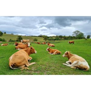 Ferma ecologică 
